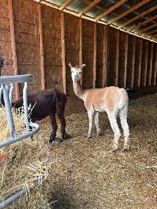 Male Alpacas - Photo 2