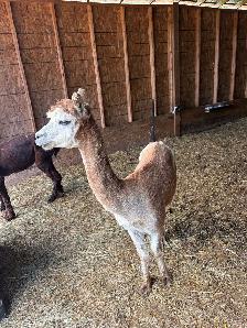 Male Alpacas - Photo 4