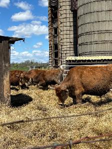 jersey steers