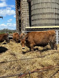 jersey steers - Photo 2
