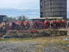 jersey steers - Photo 3