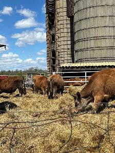 jersey steers - Photo 4