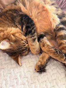 Coconut and Kovu are looking for their forever home - Photo 5