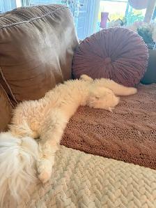 Coconut and Kovu are looking for their forever home - Photo 6