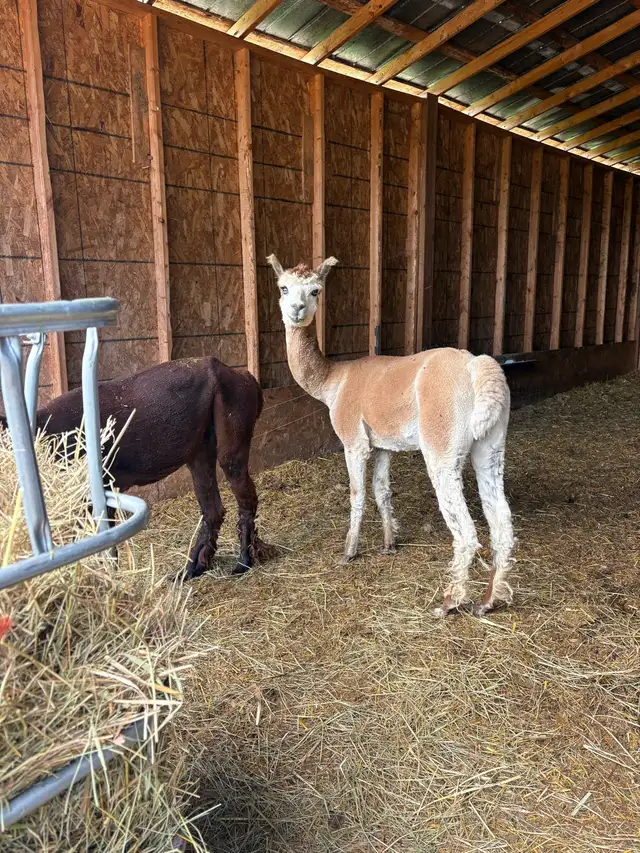 Male Alpacas