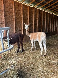 Male Alpacas