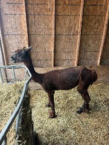 Male Alpacas - Photo 3