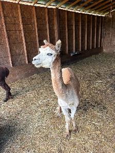 Male Alpacas - Photo 5