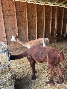Male Alpacas - Photo 6