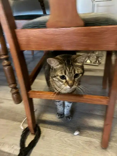 Four-Year-Old Gorgeous Cat Needs New Home!