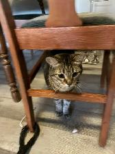 Four-Year-Old Gorgeous Cat Needs New Home!