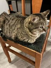 Four-Year-Old Gorgeous Cat Needs New Home! - Photo 2