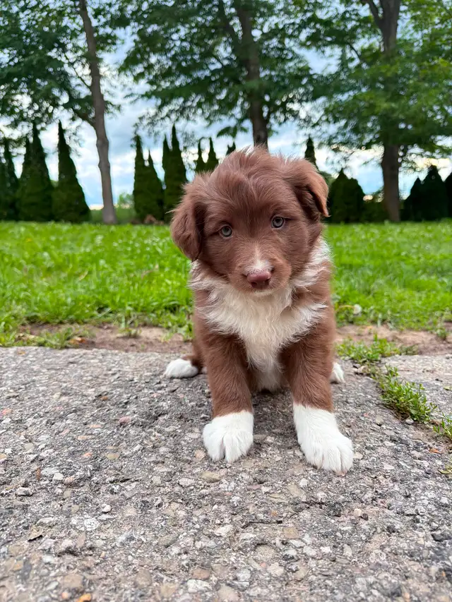 Mini Aussie x border collie pups ready for homes!