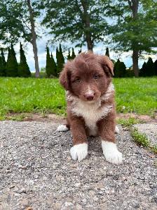 Mini Aussie x border collie pups ready for homes!