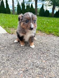Mini Aussie x border collie pups ready for homes! - Photo 2