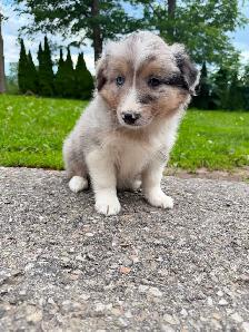 Mini Aussie x border collie pups ready for homes! - Photo 3