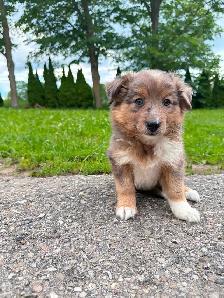 Mini Aussie x border collie pups ready for homes! - Photo 4