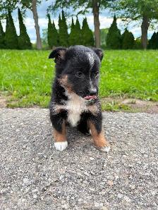 Mini Aussie x border collie pups ready for homes! - Photo 5