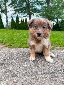 Mini Aussie x border collie pups ready for homes! - Photo 6