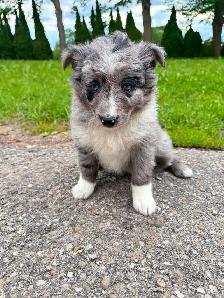 Mini Aussie x border collie pups ready for homes! - Photo 7