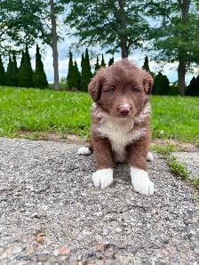 Mini Aussie x border collie pups ready for homes! - Photo 8