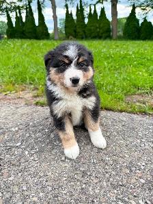 Mini Aussie x border collie pups ready for homes! - Photo 9