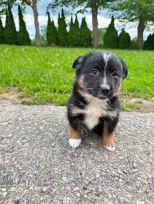 Mini Aussie x border collie pups ready for homes! - Photo 10