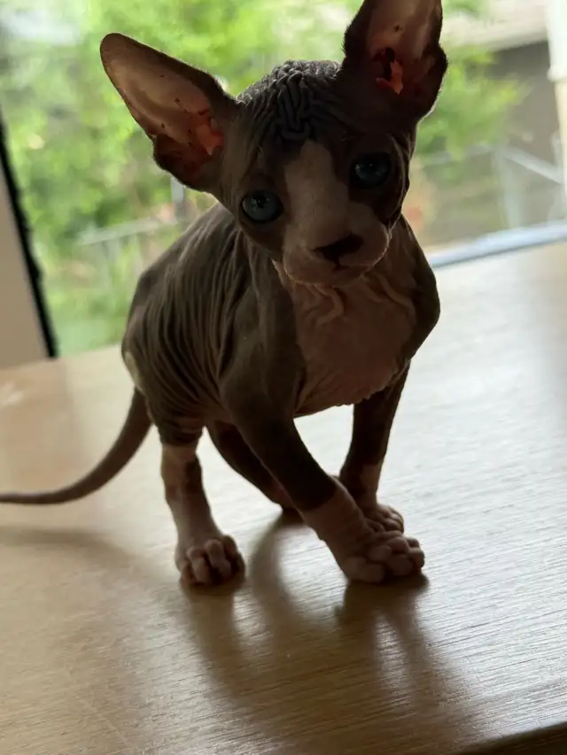 Hairless kittens
