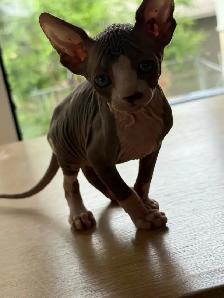 Hairless kittens