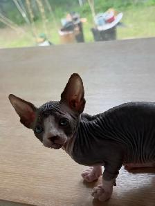 Hairless kittens - Photo 2