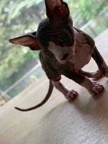 Hairless kittens - Photo 3