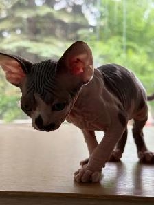 Hairless kittens - Photo 4