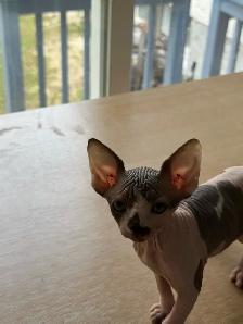 Hairless kittens - Photo 5