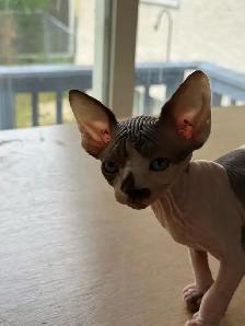 Hairless kittens - Photo 6