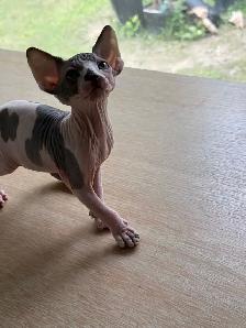 Hairless kittens - Photo 7