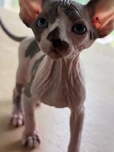 Hairless kittens - Photo 8
