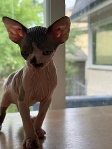 Hairless kittens - Photo 9
