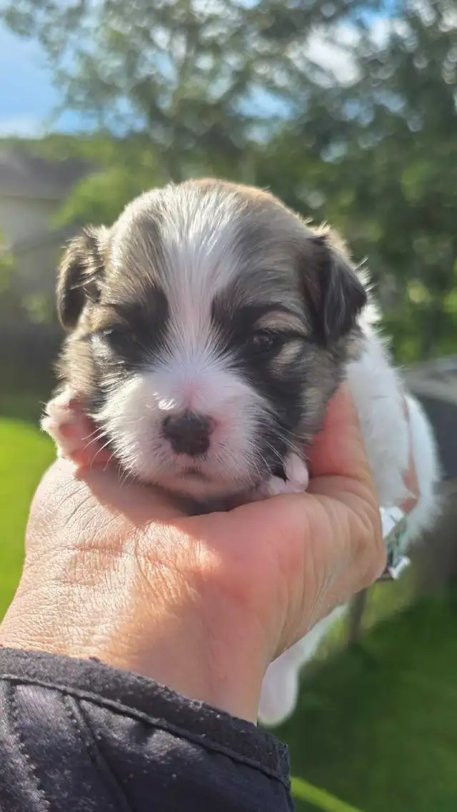 2 MALE MALSHI PUPPIES
