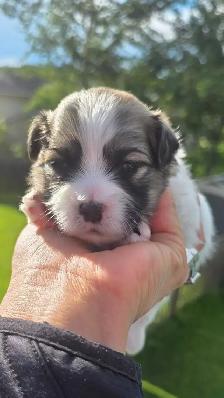 2 MALE MALSHI PUPPIES