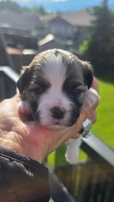 2 MALE MALSHI PUPPIES - Photo 2