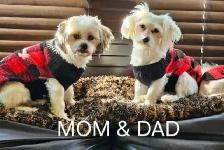 2 MALE MALSHI PUPPIES - Photo 3