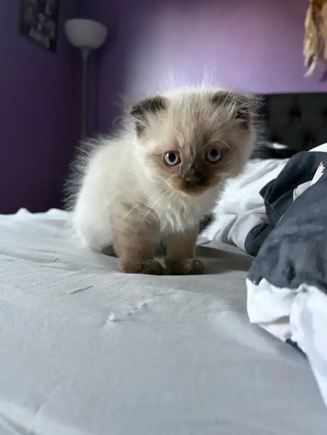 chaton himalayen persan pure race