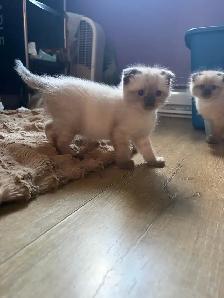 chaton himalayen persan pure race - Photo 2