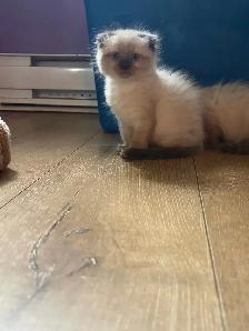 chaton himalayen persan pure race - Photo 3
