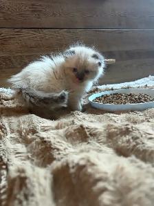 chaton himalayen persan pure race - Photo 4