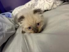 chaton himalayen persan pure race - Photo 5