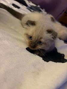 chaton himalayen persan pure race - Photo 6