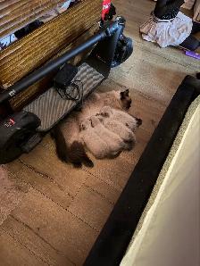 chaton himalayen persan pure race - Photo 7