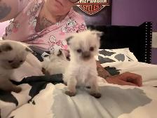 chaton himalayen persan pure race - Photo 8
