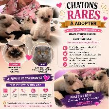 chaton himalayen persan pure race - Photo 10